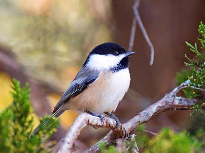 Birdseed Cylinders with Hole - Bird Seed for Outside Wild Birds (Small Cylinder, Tweet Treats 1pc)