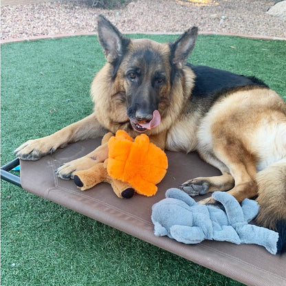 Jalousie 5 Pack 12'' Dog Toys Assortment - Plush Squeaky Toys for Medium to Large Breeds - Raccoon, Elk, Hippo, Fox, Sloth