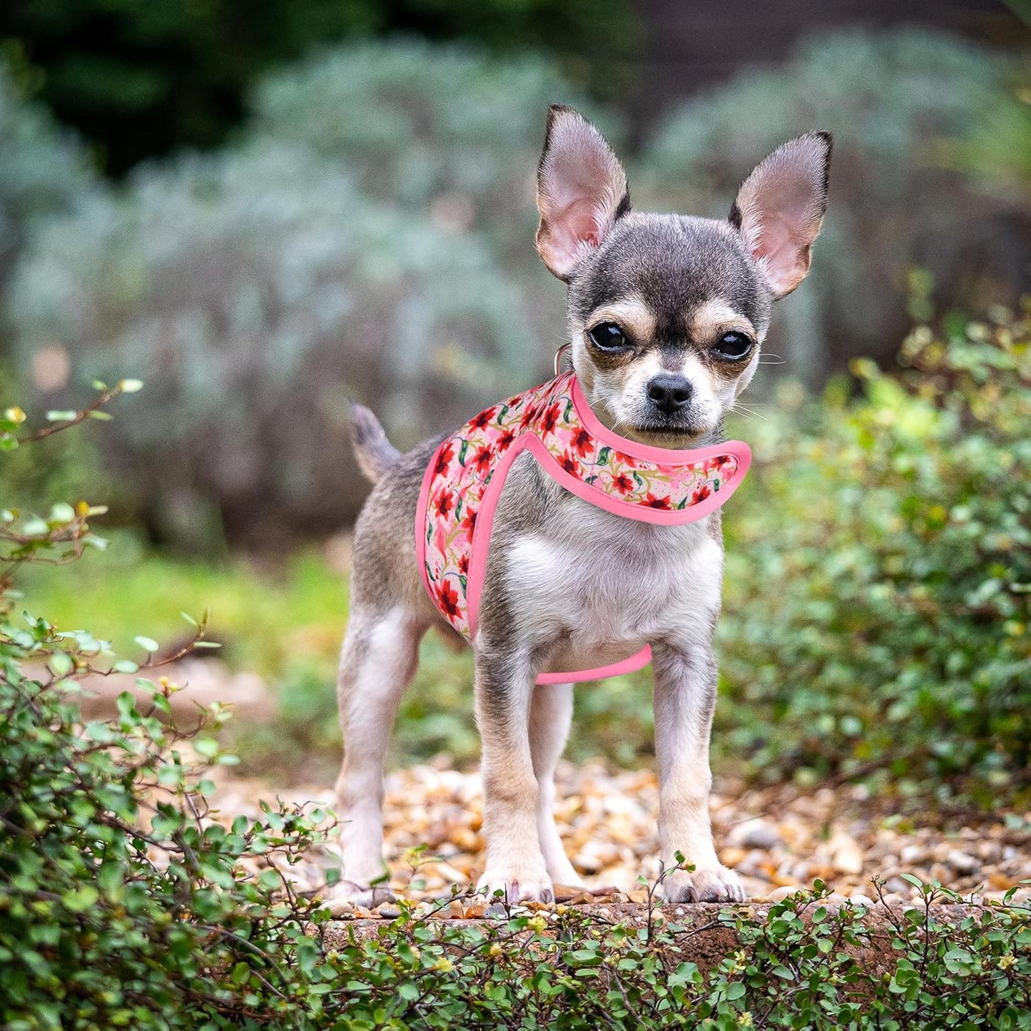 Mile High Life Dog Harness, Air Mesh Floral Vest Harness for 20 lbs Small Dogs & Cats, Easy Get on Adjustable Easy Closures Both Neck and Chest(Lily, S Chest 16"-18")