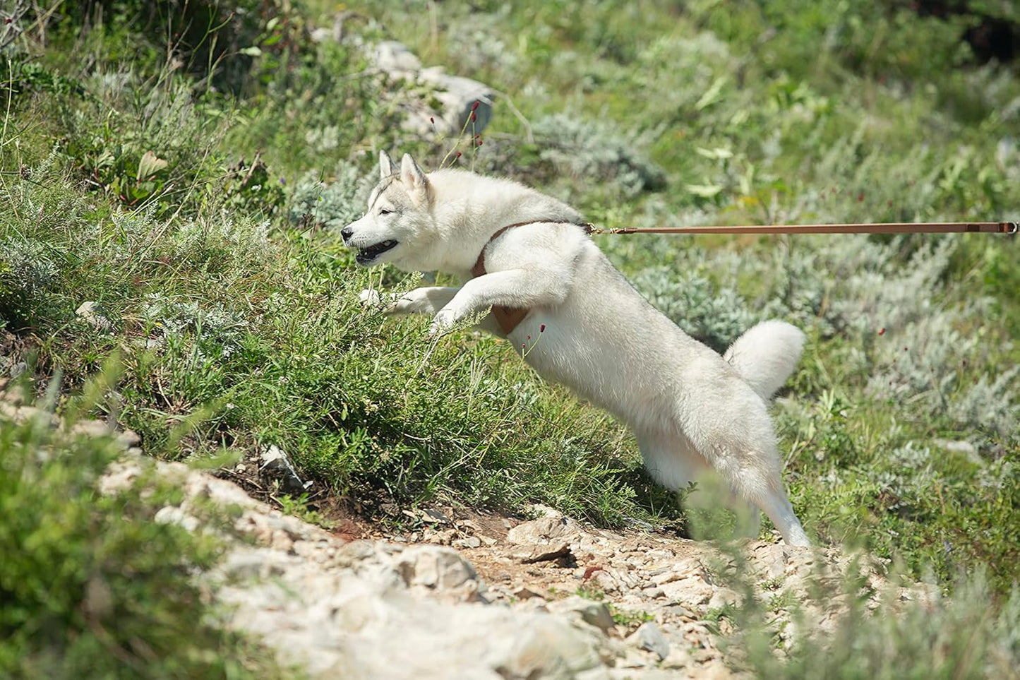 Dog Harness, No Pull Dogs Harness and Multi-Function Leash Set for Medium Dogs Easy Walk Everyday Adjustable Soft Dog Vest Harness Fashionable Dog Accessories Denim Khaki-Button-Relaxed Medium