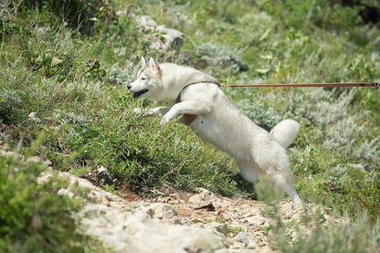 Dog Harness, No Pull Dogs Harness and Multi-Function Leash Set for Medium Dogs Easy Walk Everyday Adjustable Soft Dog Vest Harness Fashionable Dog Accessories Denim Khaki-Button-Relaxed Medium