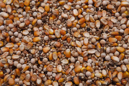 Regular Pigeon Mix (12%) 20 lbs Y