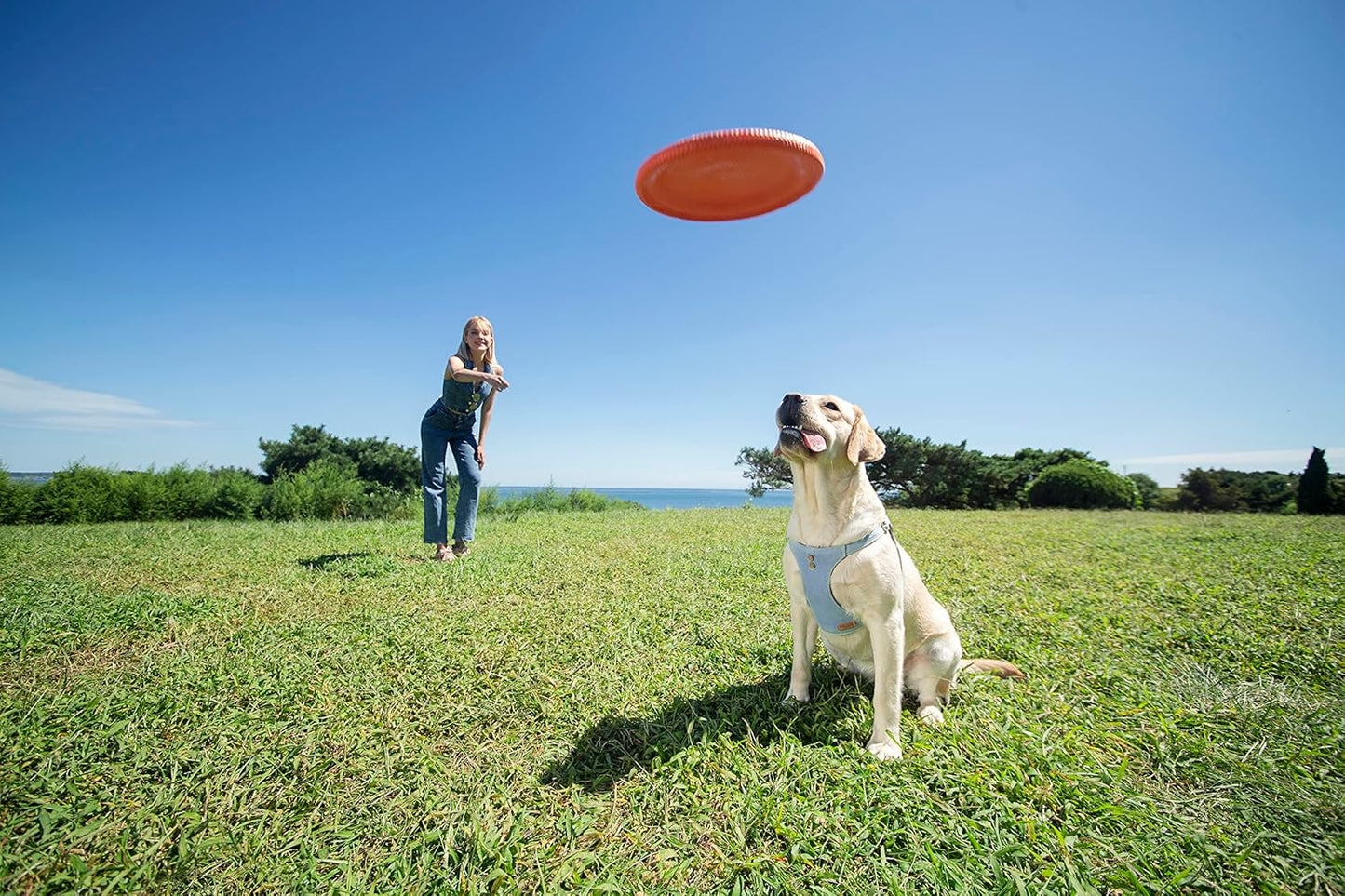 Dog Harness, No Pull Dogs Harness and Multi-Function Leash Set for Medium Dogs Easy Walk Everyday Adjustable Soft Dog Vest Harness Fashionable Dog Accessories Glacier Blue Button-M(16lb-35lb)