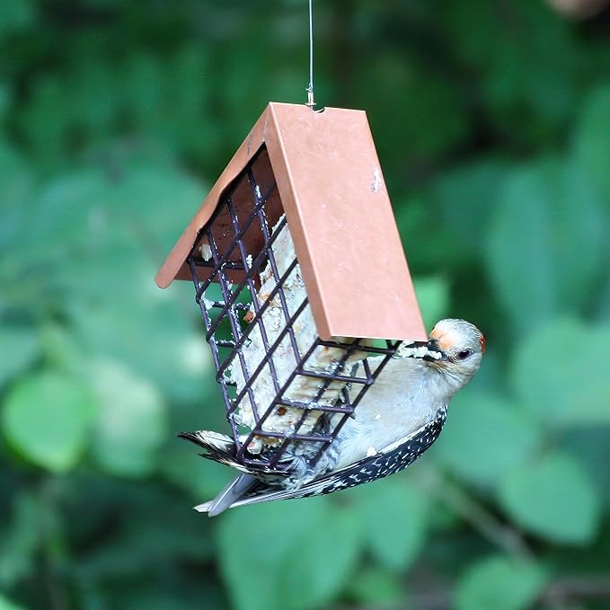 Lyric Peanut Pieces High Energy Suet Cakes for Wild Birds, 12 oz. (12 Pack)