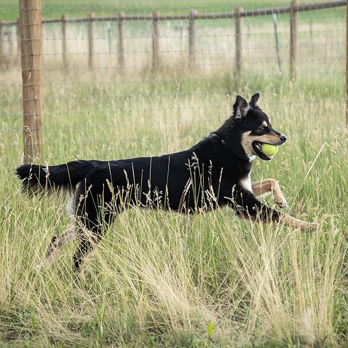 In Clover Hip and Joint Supplement for Large Dogs 70 Pounds and Up with Glucosamine Chondroitin, and Hyaluronic Acid – Formulated for Large Breeds – Clinically Proven Hip and Joint Support