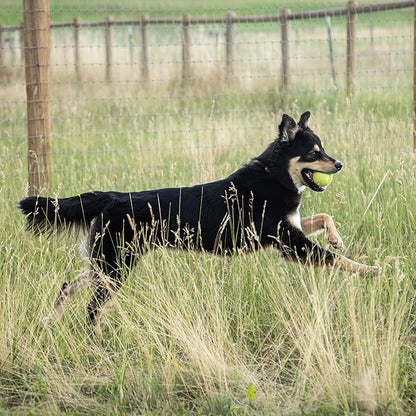 In Clover Hip and Joint Supplement for Large Dogs 70 Pounds and Up with Glucosamine Chondroitin, and Hyaluronic Acid – Formulated for Large Breeds – Clinically Proven Hip and Joint Support