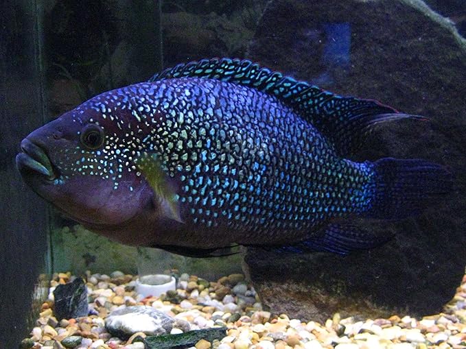 Aquatic Foods Inc. Red Shrimp - Freeze Dried 3/8" to 1/2" Red River Shrimp for All Tropical Fish, Marine Fish, Lg Cichlids, Koi & Pond Fish, Turtles, Reptiles, Rodents…3oz Small Jar