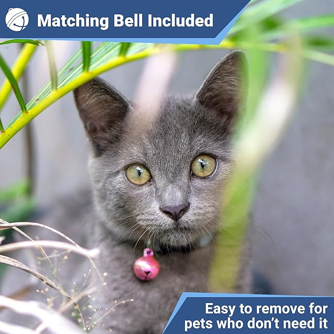 GoTags Personalized Reflective Cat Collars with Tag, Engraved Custom with Name and Phone, Breakaway Collar with Safety Buckle and Bell, Adjustable for Cats and Kitten, (Black with Nameplate)