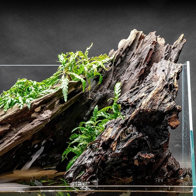 Ultum Nature Systems Driftwood - Dragon Drift Wood for Fish Tank, Planted Tank, Terriarium, Paludarium - Versatile Natural Driftwood Decor, Events Wood Centerpiece - Dragon Wood, S 7-13", 5 Pack