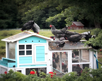 11 lb Black Soldier Fly Larva - BSFL is a high Calc-Rich Chicken Feed with More Calcium Than mealworms.It is a Pure Natural Food That Provides high Protein for Chickens and Birds