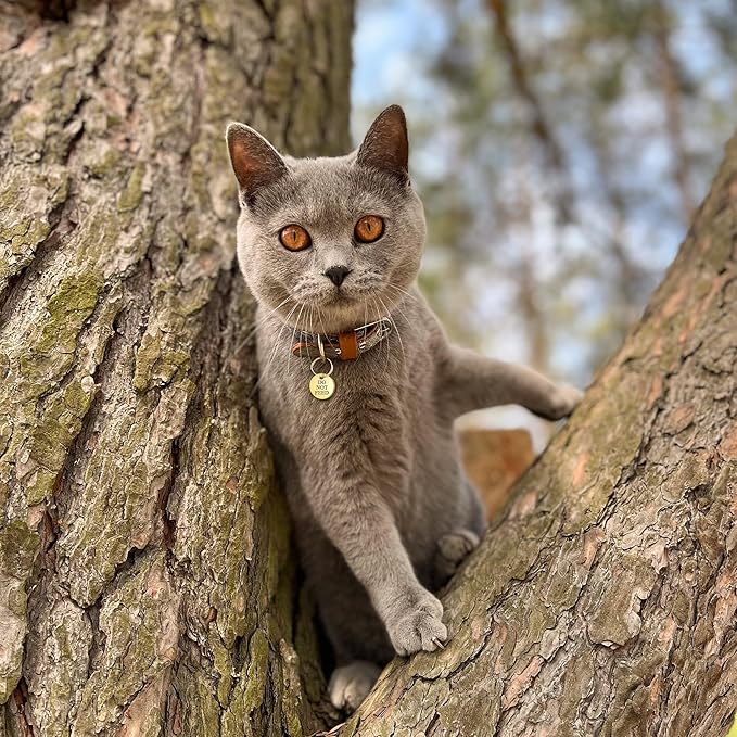 Anavia Small Size Dog Cat ID Tags, Small/XS Personalized Color Plated Stainless Steel Puppy Kitten Name Tags, Customized Engraved Nameplate Pet Collar Tag (Black, XS-Round)