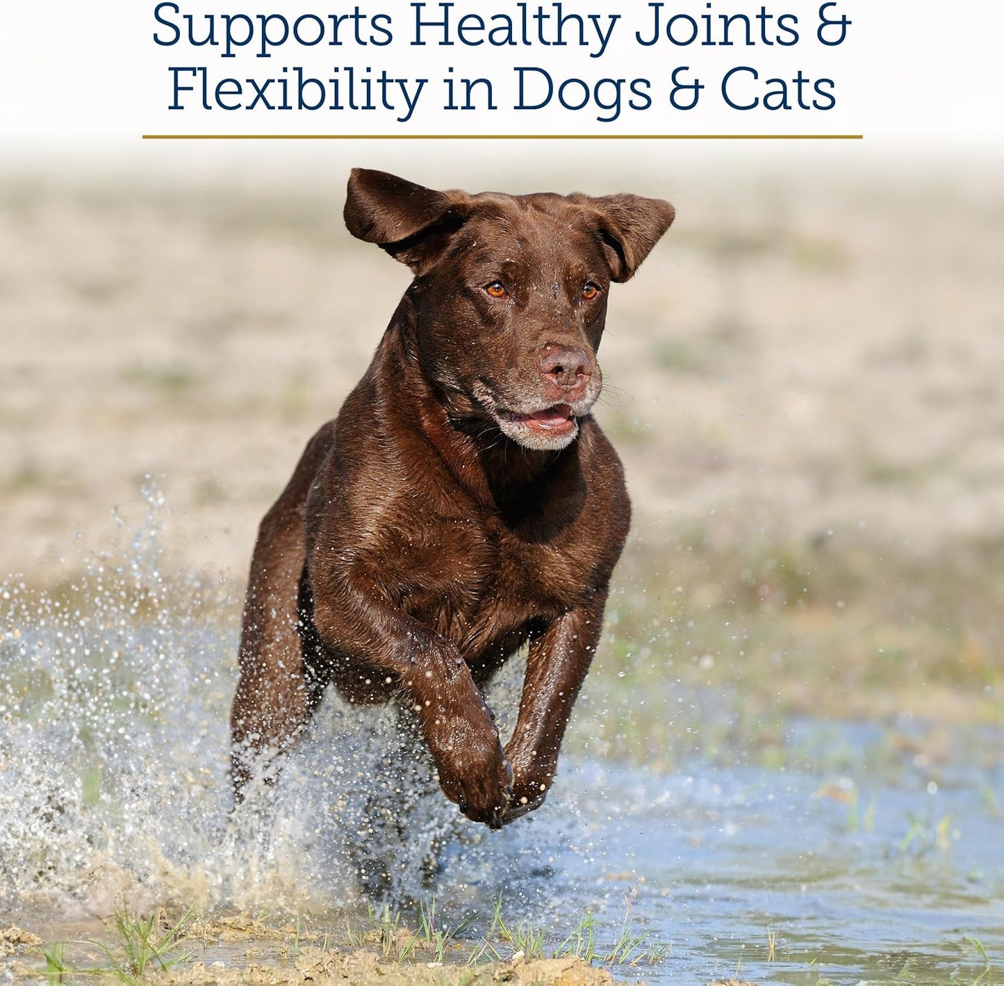 Rx Vitamins MegaFlex - Glucosamine Sulfate with MSM - Cat & Dog Hip and Joint Supplement - Contains Vitamin C and Sea Cucumber - Supports Joint Health and Flexibility - 600g