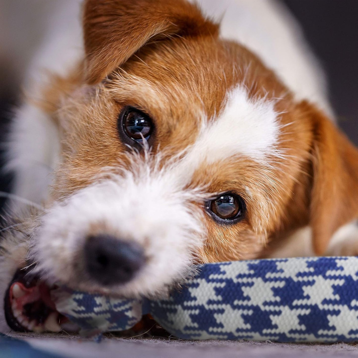 rocket & rex Dog Rope Tug Set for Small Breeds, Includes Ropes with Rubber Interiors, a Squeaker & Crackle Lining, Reduces Destructive Chewing & Anxiety (Pack of 4)