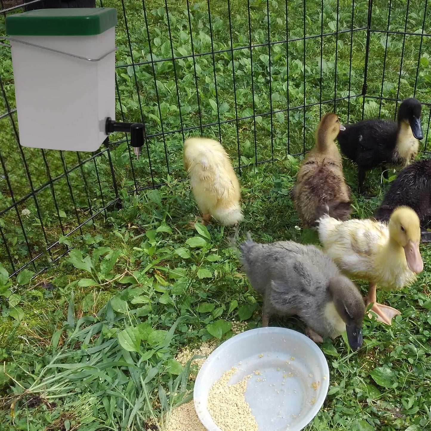 No-Drip Rabbit Water Bottle for Cage, 2Pack 16oz Small Animal Water Dispenser Water Bottle for Small Pet/Bunny/Ferret/Hamster/Guinea Pig/Rabbit/Chinchilla/Mouse (Clear, 16 Ounce)