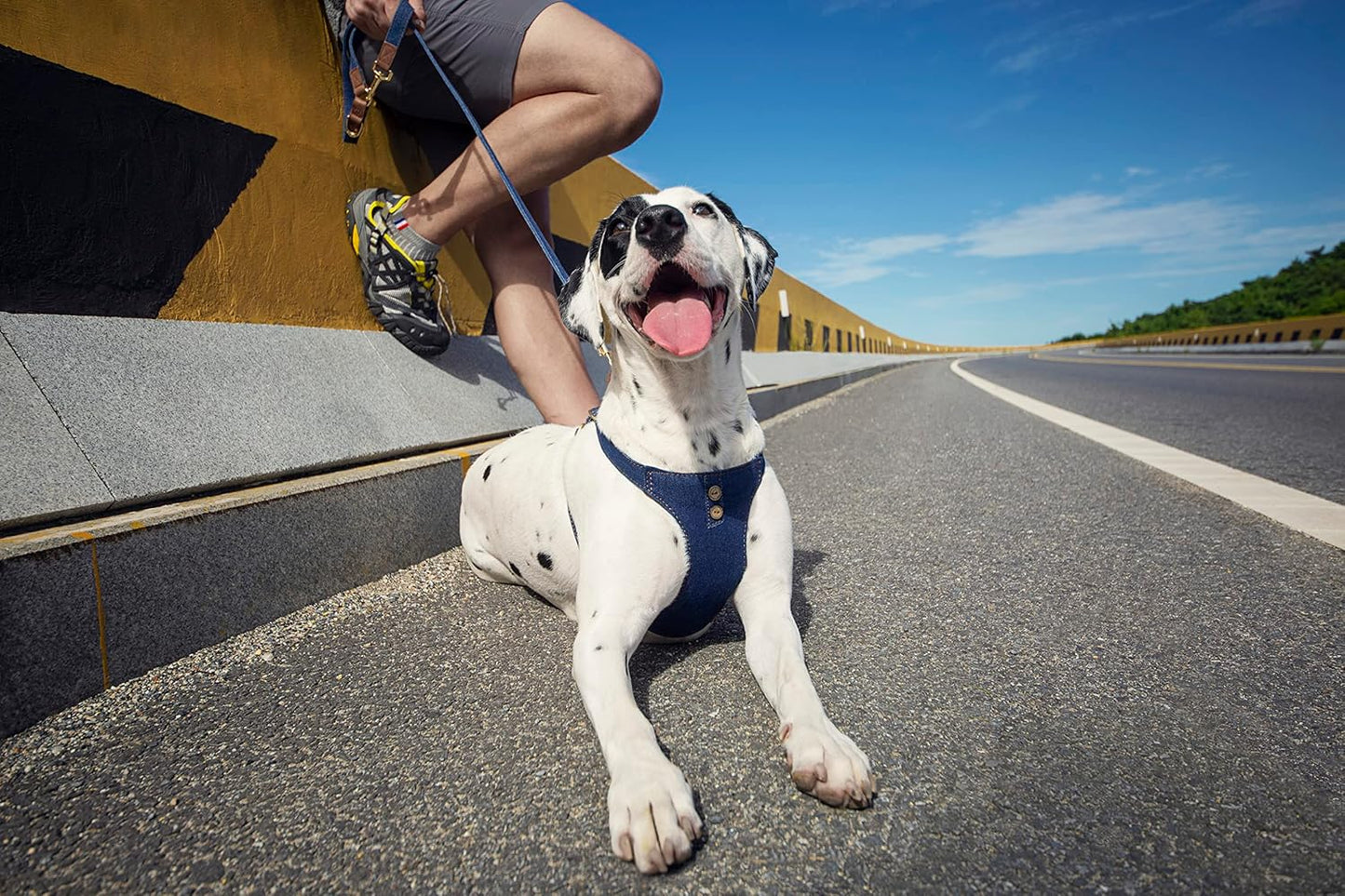 Dog Harness, No Pull Dogs Harness and Multi-Function Leash Set for Medium Dogs Easy Walk Everyday Adjustable Soft Dog Vest Harness Fashionable Dog Accessories Blue-Button-Slim Large