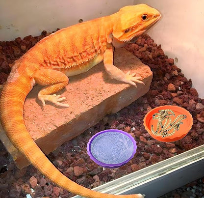 6pcs Reptile Bowls Set:Bearded Dragon Food Bowl,Gecko & Lizard Dish, Turtle Water Bowl&Cricket Keeper for Reptiles