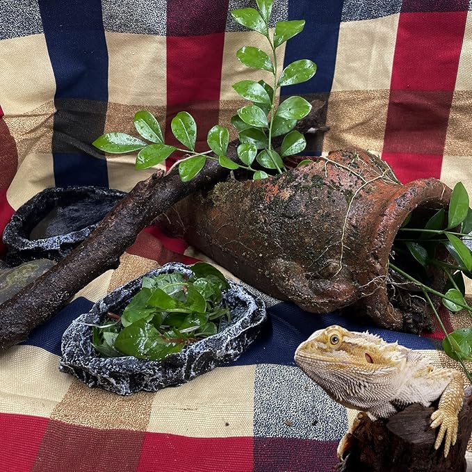 Reptile Feeding Dish 2 Pack Food Dish with Breadworm Feeding for Dragon Leopard Gecko Lizard Spider Scorpion Chameleon (2 Pcs, Deep Color)