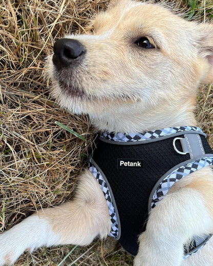 Petank Dog Harness for Small Medium Dogs No Pull, Puppy Harness and Leash Set, Step in Dog Harness for Walking, Running, Training(Black, S)