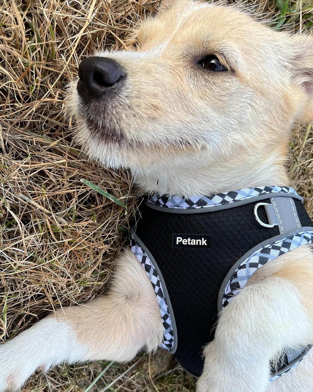 Petank Dog Harness for Small Medium Dogs No Pull, Puppy Harness and Leash Set, Step in Dog Harness for Walking, Running, Training, Small Dog Vest, Medium Dog Vest (Black, L)