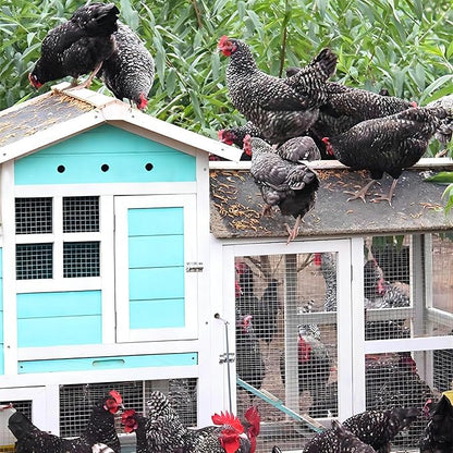 20 oz freeze-dried mealworms - Low temperature freeze-dried process, non-destructive high-end process to remove moisture. The fragrant, meaty dried worms provide a high protein source for chickens