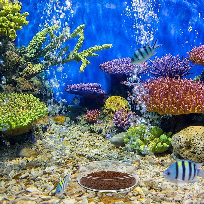 Patelai 3 Pieces Aquarium Shrimp Feeding Dish Clear Glass Fish Tank Feeding Bowl Food Bowl Freshwater Tray Feeder, 60mm, 65mm, 80mm