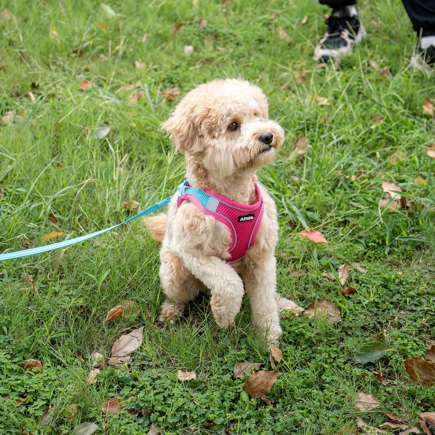 AIITLE Dog Harness, Summer No-Pull Cat Harness with a Leash, Adjustable Reflective Dog Vest, Cat Harness Escape Proof, Outdoor Walking, Camping for Extra Small Dogs and House Cats Hot Pink XXXS