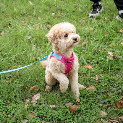 AIITLE Dog Harness, Summer No-Pull Cat Harness with a Leash, Adjustable Reflective Dog Vest, Cat Harness Escape Proof, Outdoor Walking, Camping for Extra Small Dogs and House Cats Hot Pink XXXS