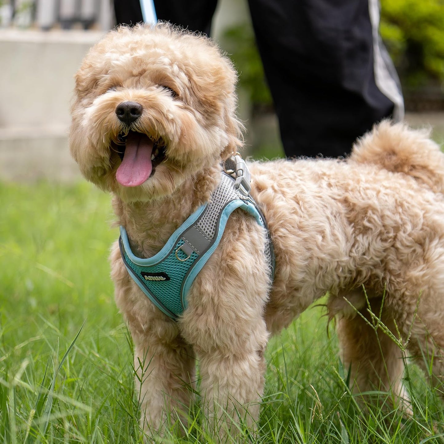 AIITLE Easy Walk Dog Harness and Leash Set - Pet Supply No Pull, Step in Adjustable Pet Harnesses with Padded Vest for Summer, No Choke Over, Easy to Put on Medium Dogs Blue L