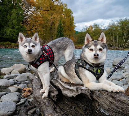 EcoBark Camo Dog Harness - Luxury Step in Mesh Dog Harnesses - Soft & Secure Wrap Around Body Halter