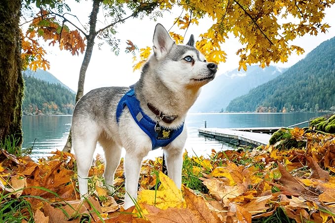 EcoBark Step in Dog Harness - Eco-Friendly Dog Harnesses for Small and Medium Breed Dogs - Reflective and Adjustable Body Halter Vest - Soft Mesh Toy Breed Harness (Royal Blue, Large)